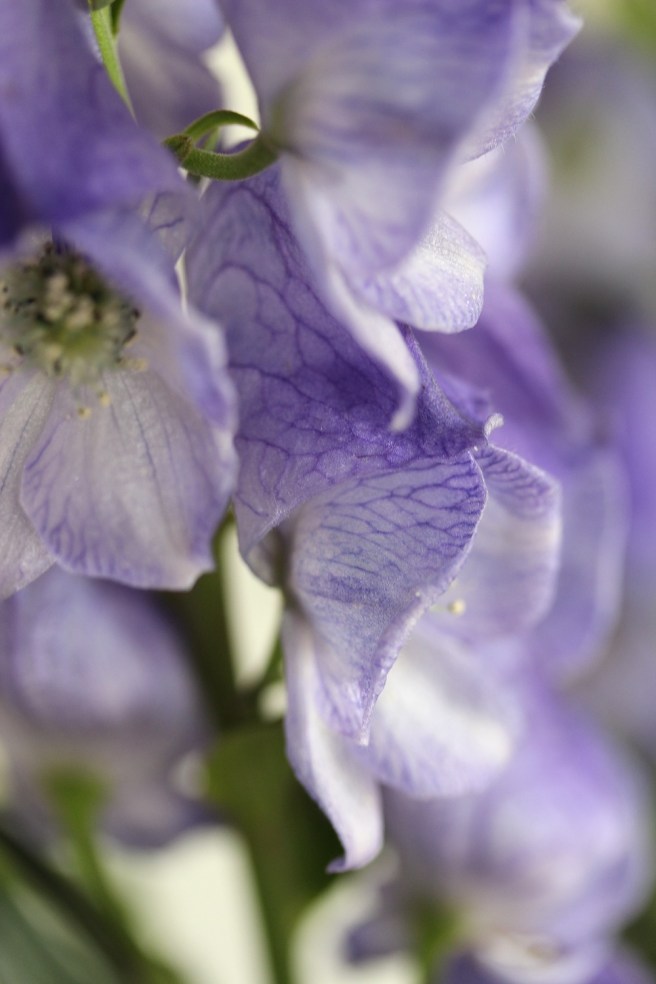 monkshood veins