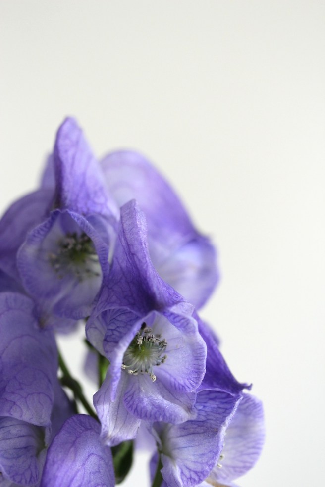 Blue monkshood | Wolves in London