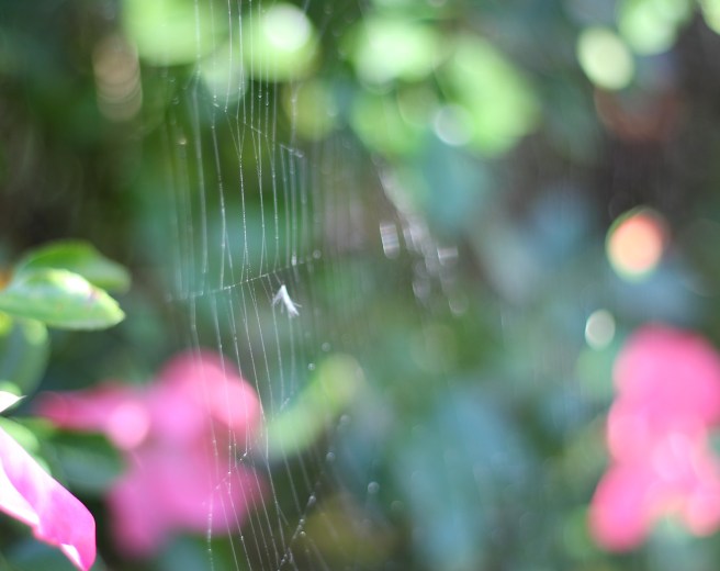 Garden cobweb | Wolves in London