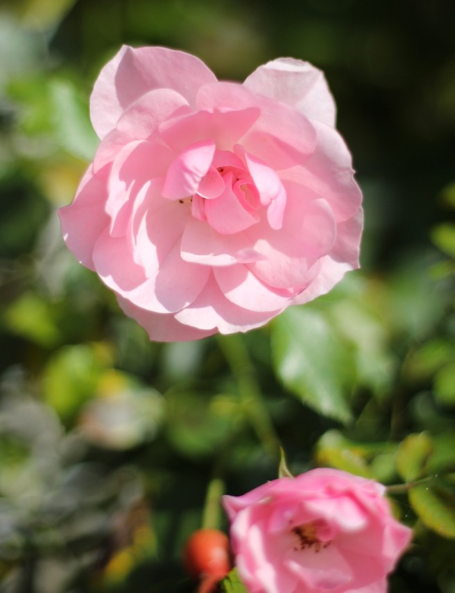 Pink rose | Wolves in London