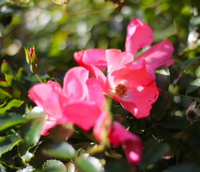 Rose | Wolves in London