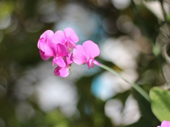 Sweet pea | Wolves in London