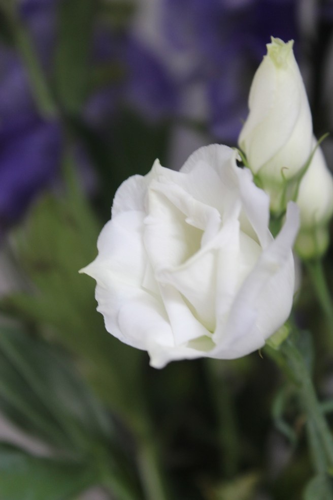 White lisianthus | Wolves in London