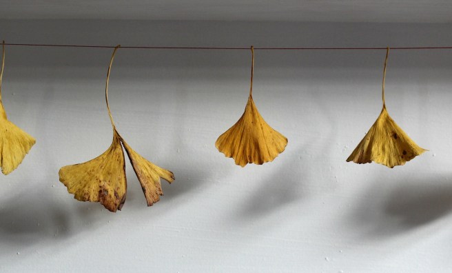 Ginkgo garland | Wolves in London