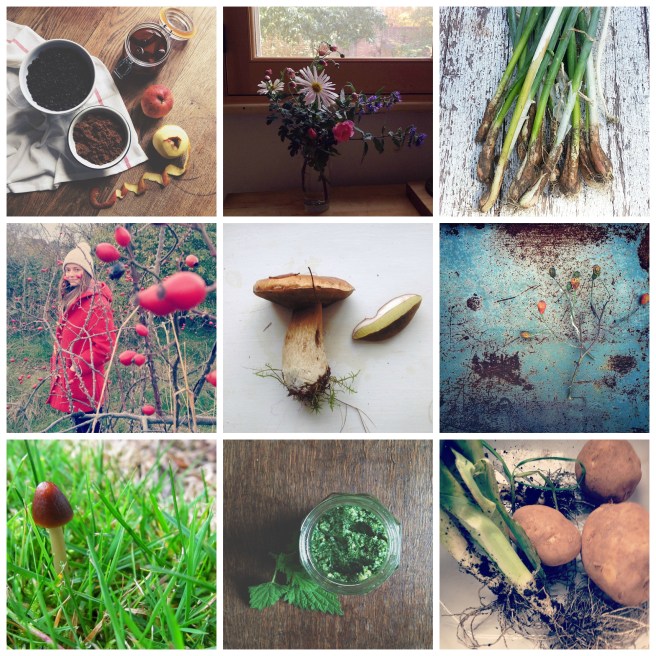 Grow, forage, cook November round-up | Wolves in London