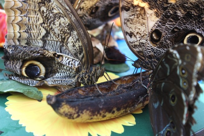 Butterflies eating bananas | Wolves in London