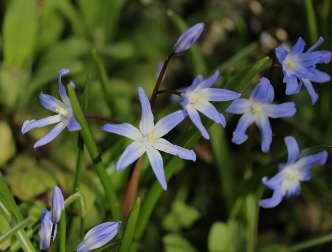 Chionodoxa | Wolves in London