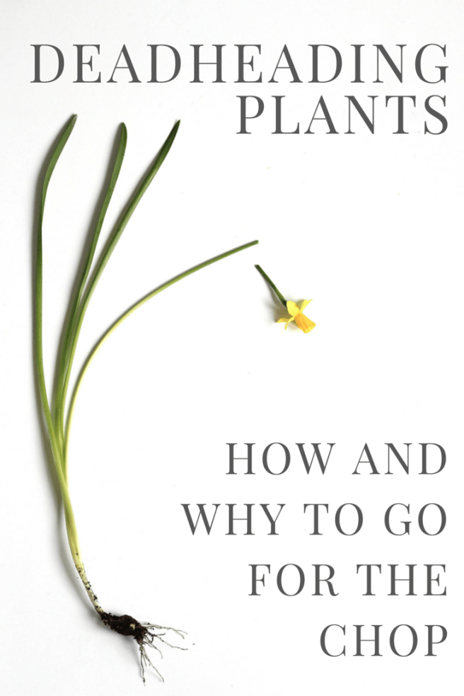 Gardening jargon buster: deadheading plants | Wolves in London