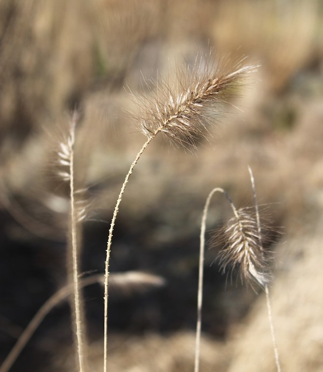Grass heads at Wisley | Wolves in London