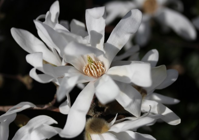 Magnolia stellata | Wolves in London