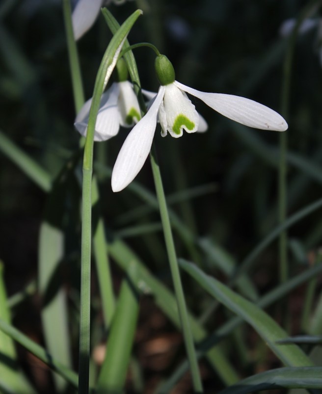 Snowdrop at Wisley | Wolves in London