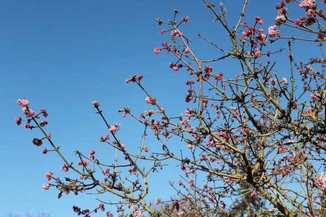 Viburnum x bodnantense 'Dawn' at Wisley | Wolves in London