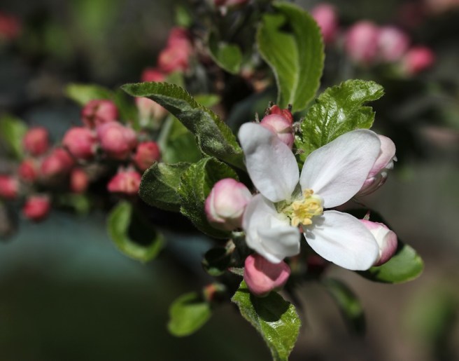 Apple blossom
