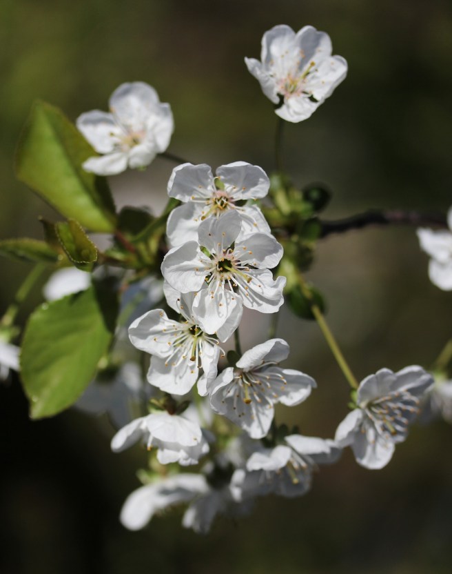 Cherry blossom