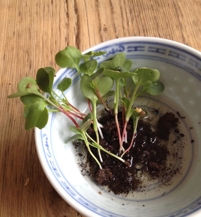 Radish microgreens