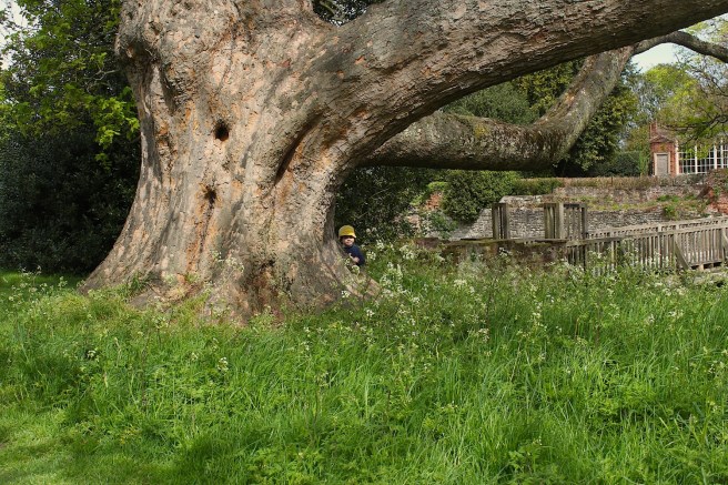 Eltham Palace meadow | Wolves in London