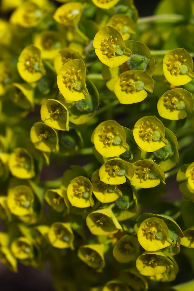 euphorbia