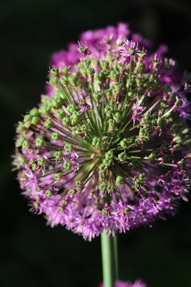 Allium christophii going to seed