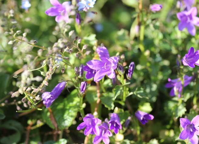 Campanula and forget-me-nots