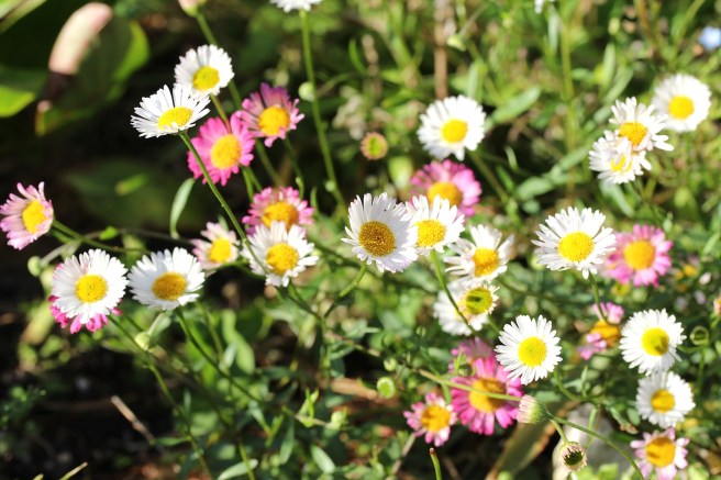 Erigeron karvinskianus