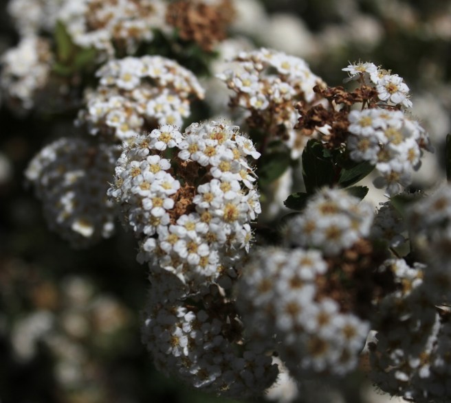 Flowers | Wolves in London