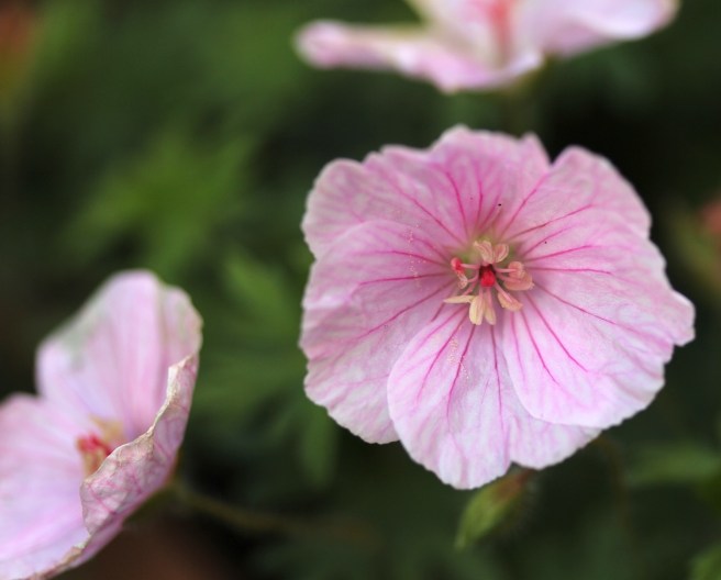Pink geranium