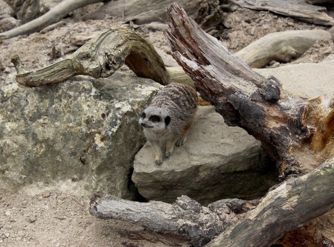 Meerkat at Cotswold Wildlife Park