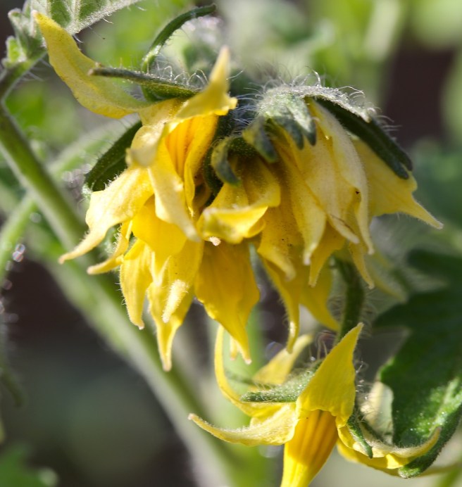 Tomato Super Marmande