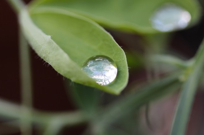 Raindrop on sweet pea leaves