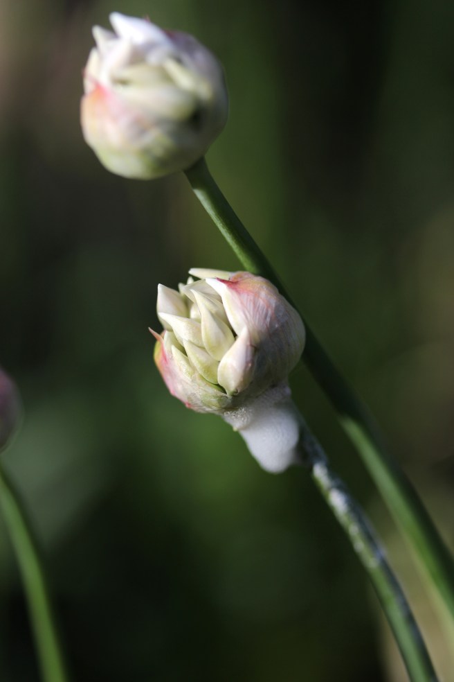 White allium