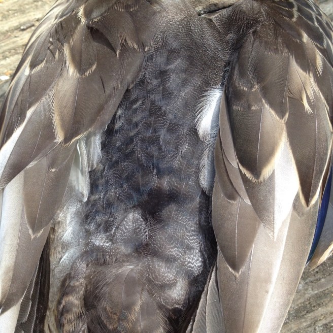 Duck feathers