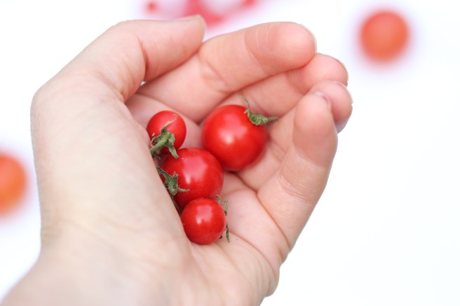 Gardeners Delight tomatoes