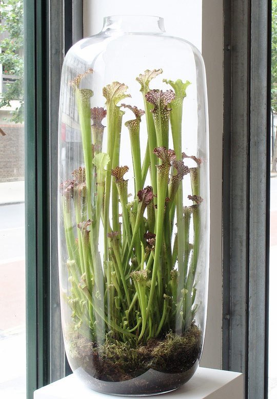 Pitcher plant terrarium
