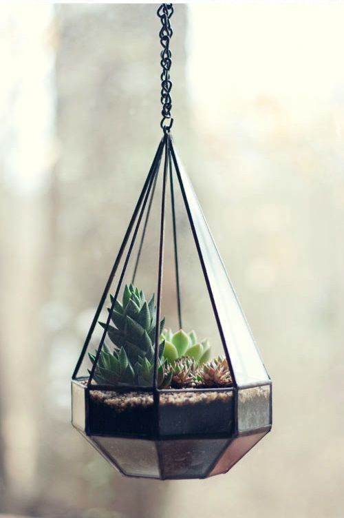 Succulent terrarium