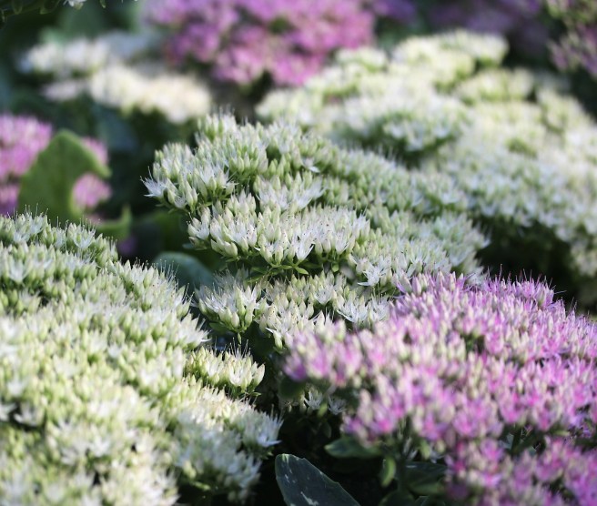 Sedum flowers at Regents Park