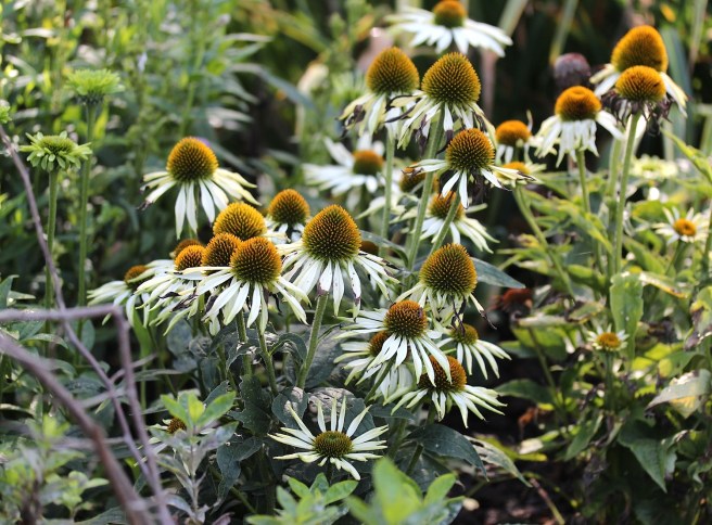 Echinacea in Regents Park