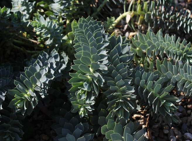 Tips for drought tolerant planting