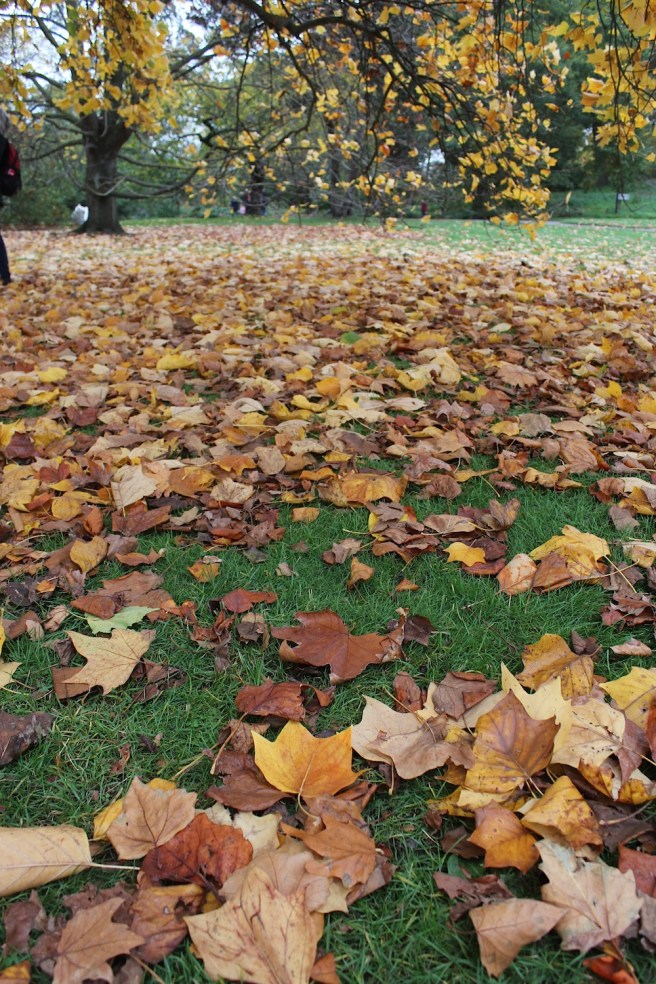 Fallen leaves