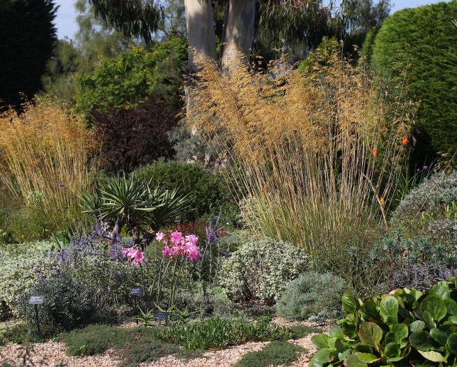 Contrasting foliage texture at Beth Chatto's gravel garden