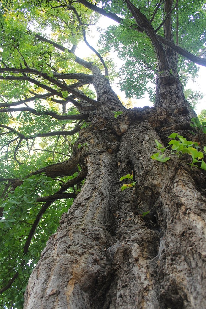 Ginkgo trunk