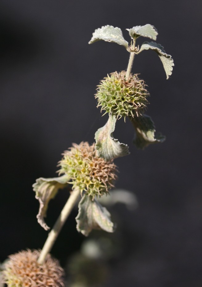 Phlomis seedhead