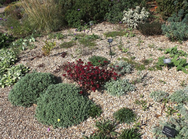 Planting space: Beth Chatto's gravel garden