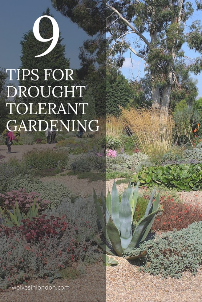tips fordrought tolerant gardening