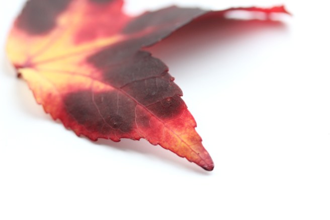 Leaf | Wolves in London