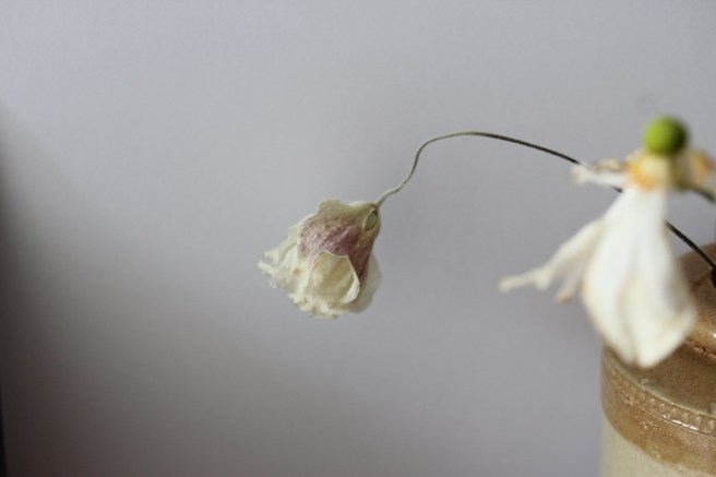 Dying flower | Wolves in London