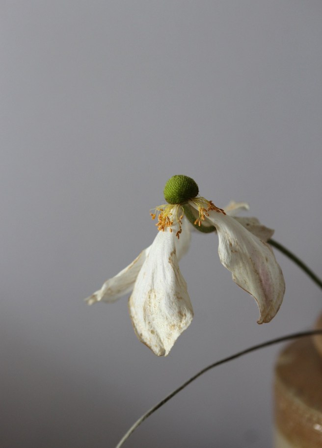 Dying flower | Wolves in London