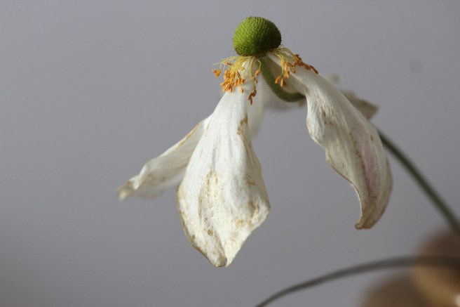 Dying flower | Wolves in London