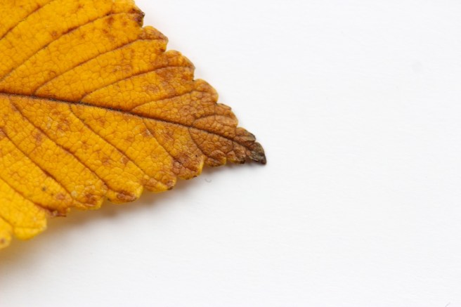 yellow leaf