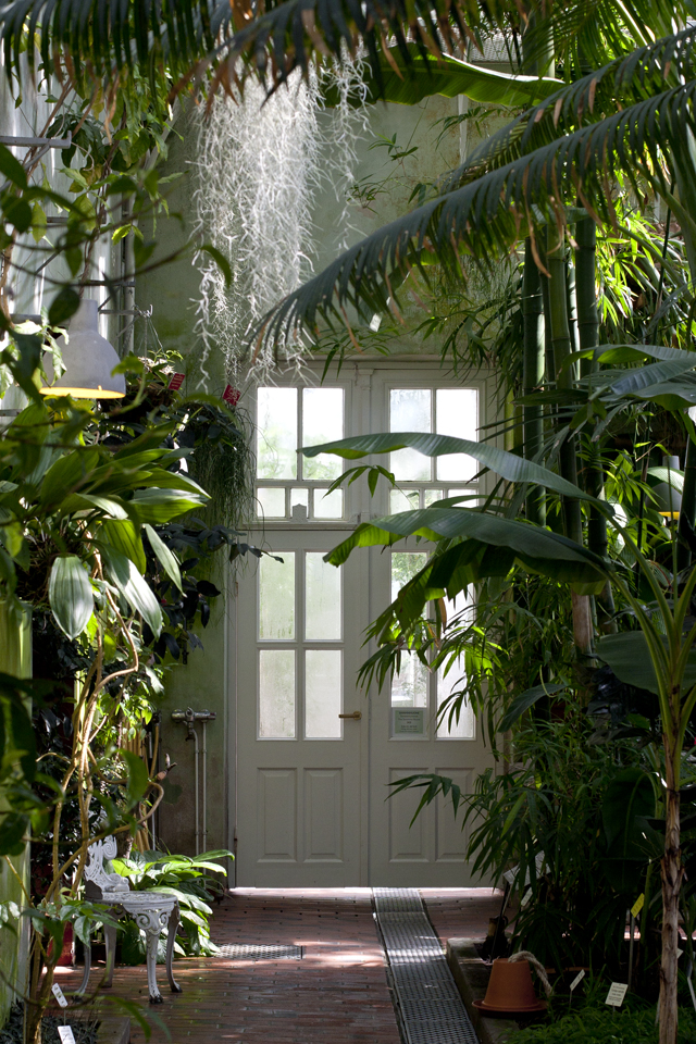 Houseplant heaven | Wolves in London
