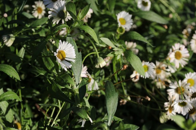Mexican fleabane | Wolves in London